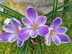 Flower Purple Crocus
