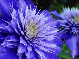 violet clematis flowers