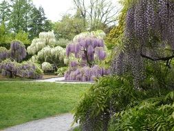 various wisteria as a decoration of the park