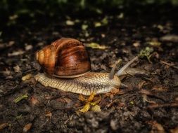 Big snail in a forest