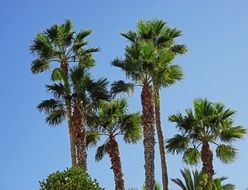 Palm trees and sky