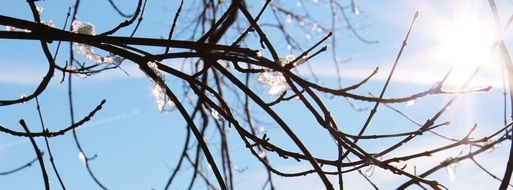 melting ice on tree in spring