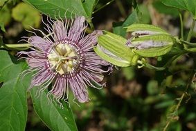 stunningly beautiful Passion Flower