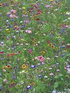 A lot of colorful flowers on a meadow