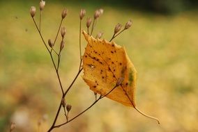 yellow leaf on a plant