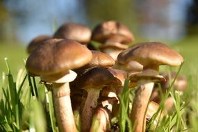 mushrooms among green grass close up