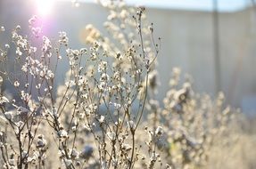 Winter Frost Plant close-up on blurred background