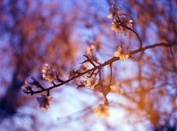 fascinating Almond Blossom close-up on blurred background