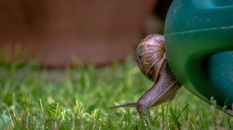 snail on a green watering can in the garden