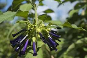 elongated purple buds on a tree