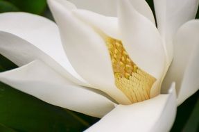 white magnolia blossom on a black background