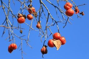 Beautiful red and orange persimmon fruits on the branches at blue sky background