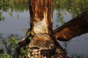 Beaver Tree on a river bank