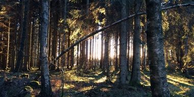 summer forest at sunrise