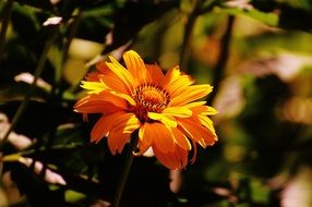 yellow flower in the orchard