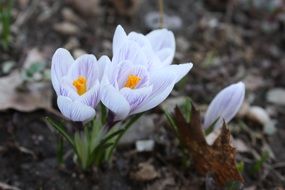 white crocuses on dry foliage