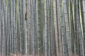 photo of bamboo forest