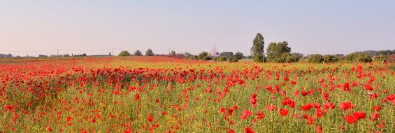 endless field with red poppies