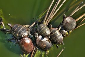 top view on cute wild turtles on the water