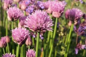 A lot of pink chives flowers in nature