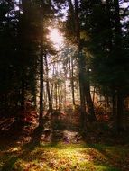 forest and sun
