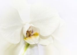 white Phalaenopsis Orchid flower