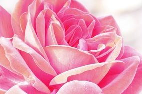 closeup of a beautiful pink rose flower