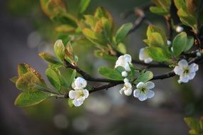 flowering branch of plum in spring close-up
