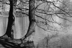 large trees at pond