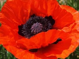 oriental Poppy Flower close up