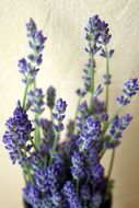 stunningly beautiful Lavender