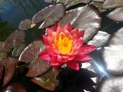 Picture of pink Lily Pond in a water