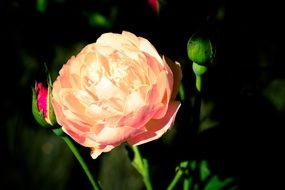 pink rose like a peony