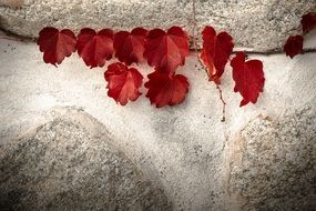 red autumn leaves of a vine on a stone wall