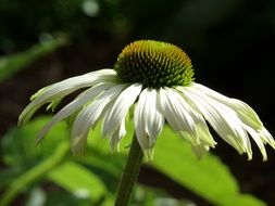 white flower with a large core close-up