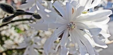 Star Magnolia close-up on blurred background