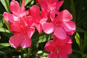 nice red Flowers