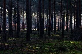 sun light beams in dark Forest