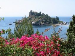 pink flowers and an island in the ocean landscape
