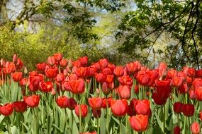 Beautiful red tulip flowers in spring