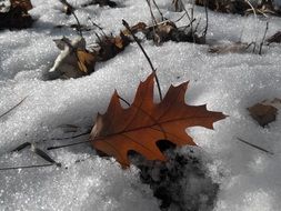 autumn leaves in the snow close up