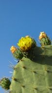 yellow flowers of cactus, cyprus, Ayia Napa