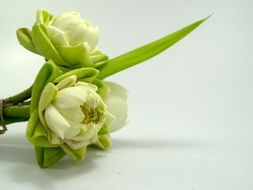 cutted White Flower Lotus Decoration