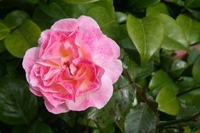 pink Rose Flower among green leaves