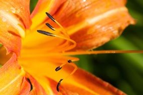 Close-up of the beautiful orange and red daylily in summer