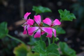 Beautiful Geranium flowers blossom in summer