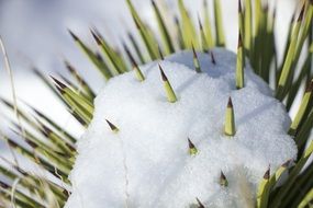 snow on a green cactus