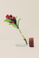 Glass Bottle with red flower and Cork scene