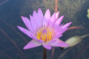 pale purple lotus on the background of water