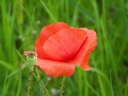 red young poppy in the meadow